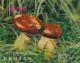 Colnect-1091-442-Mushrooms-Suillus-grevilleii.jpg