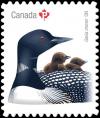 Colnect-5331-384-Common-Loon-Gavia-immer.jpg
