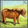 Colnect-657-630-Shetland-Pony-Equus-ferus-caballus.jpg