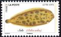 Colnect-5639-648-Common-Sole-Solea-solea.jpg