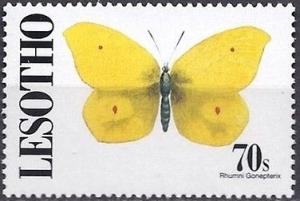 Colnect-2249-588-Brimstone-Gonepteryx-rhamni.jpg
