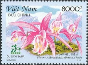 Colnect-550-483-Pleione-bulbocodioides.jpg