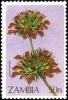 Colnect-4232-488-Leonotis-nepetifolia.jpg