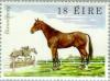 Colnect-128-642-Jumper-Horse--quot-Boomerang-quot--Equus-ferus-caballus.jpg