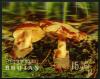 Colnect-4466-691-Mushrooms-Amanita-caesarea.jpg