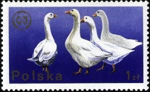 Colnect-3590-272-Domestic-Goose-Anser-anser-domestica.jpg