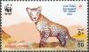 Colnect-1541-199-Arabian-Leopard-Panthera-pardus-nimr.jpg