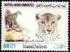 Colnect-3410-889-Arabian-Leopard-Panthera-pardus-nimr.jpg