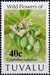 Colnect-3939-243-Calophyllum-inophyllum.jpg