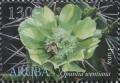 Colnect-5134-695-Opuntia-wentiana.jpg