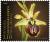 Colnect-2056-720-Ophrys-liburnica.jpg