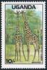 Colnect-3471-423-Giraffe-Giraffa-camelopardalis-Kidepo-Valley-National-Par.jpg