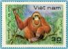 Colnect-1625-858-Bornean-Orangutan-Pongo-pygmaeus.jpg