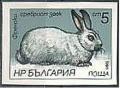 Colnect-1795-904-French-Silver-Rabbit-Oryctolagus-cuniculus-forma-domestica.jpg