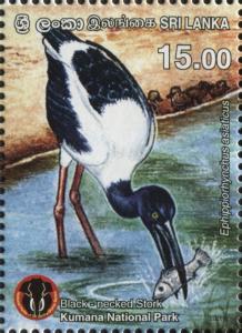Colnect-5913-572-Black-necked-Stork-Ephippiorhynchus-asiaticus.jpg