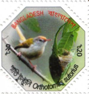 Colnect-1602-851-Common-Tailorbird-Orthotomus-sutorius.jpg