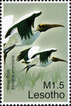Colnect-1618-693-Wood-Stork-Mycteria-americana.jpg