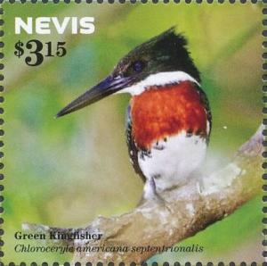 Colnect-4412-957-Green-Kingfisher-Chloroceryle-americana-seen-from-front.jpg