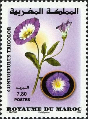 Colnect-609-688-Moroccan-Flora---Convolvulus-tricolor.jpg