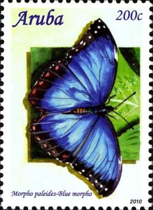 Colnect-977-300-Common-Morpho-Morpho-paleides-.jpg