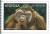 Colnect-5239-489-Bornean-orangutan-Pongo-pygmaeus.jpg