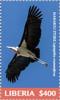 Colnect-5656-417-Marabou-Stork-Leptoptilos-crumenifer.jpg