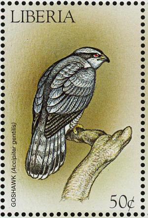 Colnect-1641-827-Northern-Goshawk-Accipiter-gentilis.jpg