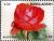 Colnect-5122-356-Roses---Alec-s-Red.jpg
