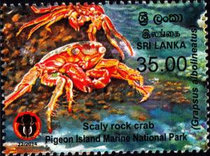 Colnect-2411-445-Sally-Lightfoot-Crab-Grapsus-albolineatus.jpg