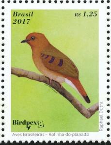 Colnect-4382-334-Blue-eyed-Ground-Dove-Columbina-cyanopis.jpg