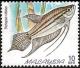 Colnect-4140-245-Croaking-Gourami-Trichopsis-vittata.jpg