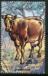 Colnect-1921-585-Domestic-Cow-Bos-primigenius-taurus.jpg