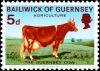 Colnect-5765-258-Guernsey-Cow-Bos-primigenius-taurus.jpg