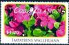 Colnect-4070-098-Impatiens-walleriana.jpg