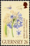 Colnect-5521-246-Agapanthus-umbellatus.jpg