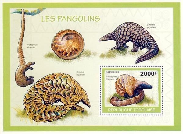 Colnect-6027-873-White-bellied-Pangolin-Phataginus-tricuspis.jpg