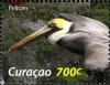 Colnect-1628-966-Peruvian-Pelican-Pelecanus-thagus-.jpg