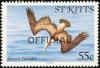 Colnect-1659-343-Brown-Pelican---overprinted.jpg