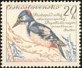 Colnect-4732-198-Great-Spotted-Woodpecker-Dendrocopus-major-pinetorum.jpg