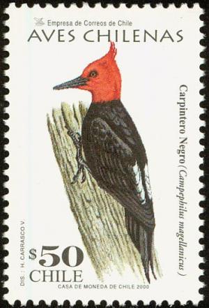 Colnect-1595-821-Magellanic-Woodpecker-Campephilus-magellanicus.jpg