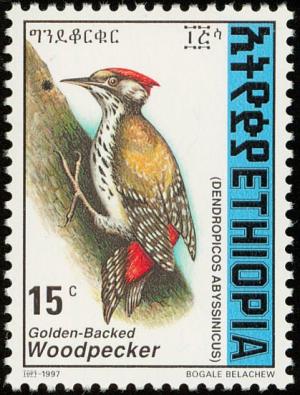 Colnect-2890-992-Abyssinian-Woodpecker-Dendropicos-abyssinicus.jpg