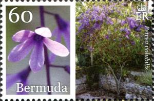 Colnect-4279-571-Petrea-volubilis.jpg