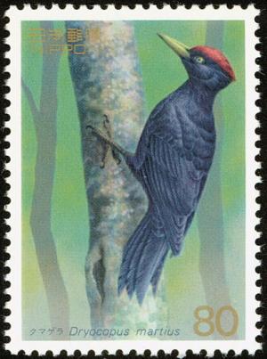 Colnect-818-110-Black-Woodpecker-Dryocopus-martius.jpg