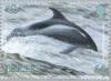 Colnect-127-869-White-beaked-Dolphin-Lagenorhynchus-albirostris.jpg