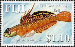 Colnect-746-668-Golden-red-Stiphodon-Stiphodon-rutilaureus.jpg