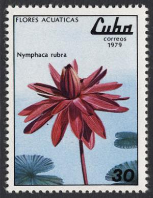 Colnect-852-889-Nymphaea-lotus-rubra.jpg
