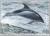 Colnect-127-869-White-beaked-Dolphin-Lagenorhynchus-albirostris.jpg