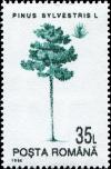 Colnect-4929-478-Scots-Pine-Pinus-sylvestris.jpg