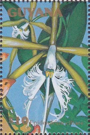 Colnect-1667-376-Epidendrum-ciliare.jpg