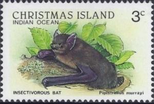 Colnect-2753-197-Christmas-Island-Pipistrelle-Pipistrellus-murrayi.jpg